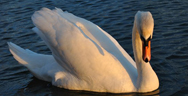 swan